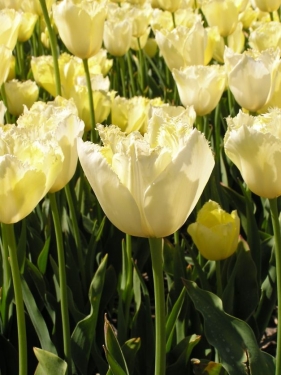 Tulp Maja